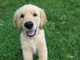 GA黄金甲「中国」官方网站